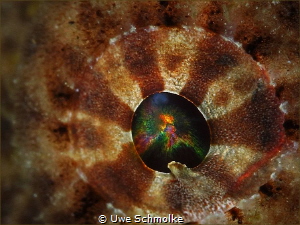 Explosion -
in the eye of a frogfish by Uwe Schmolke 